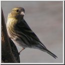 Carduelis spinus - Erlenzeisig 13.jpg